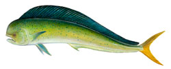 PC370mahimahi